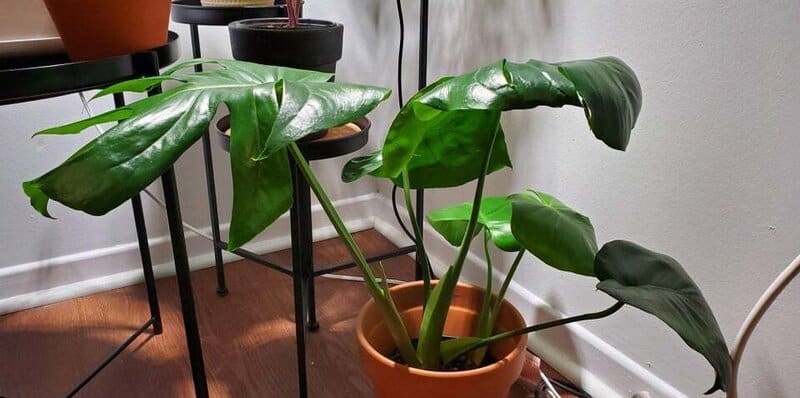Underwatering causes curling in Monstera leaves