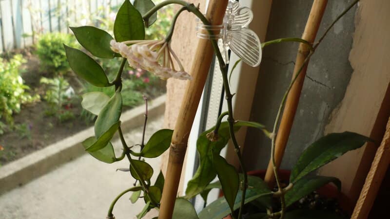 Hoya lacunosa needs bright, indirect light