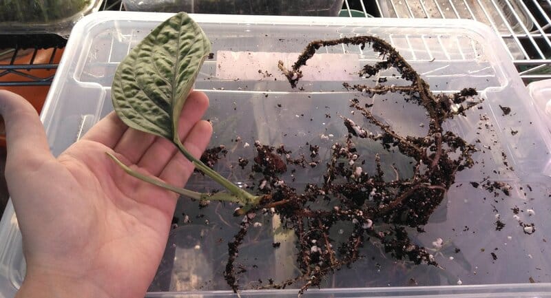 Monstera Karstenianum roots