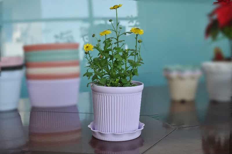 Plastic pot for indoor plants