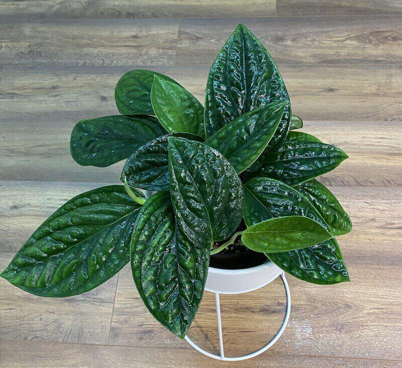 Monstera Karstenianum is a tropical plant