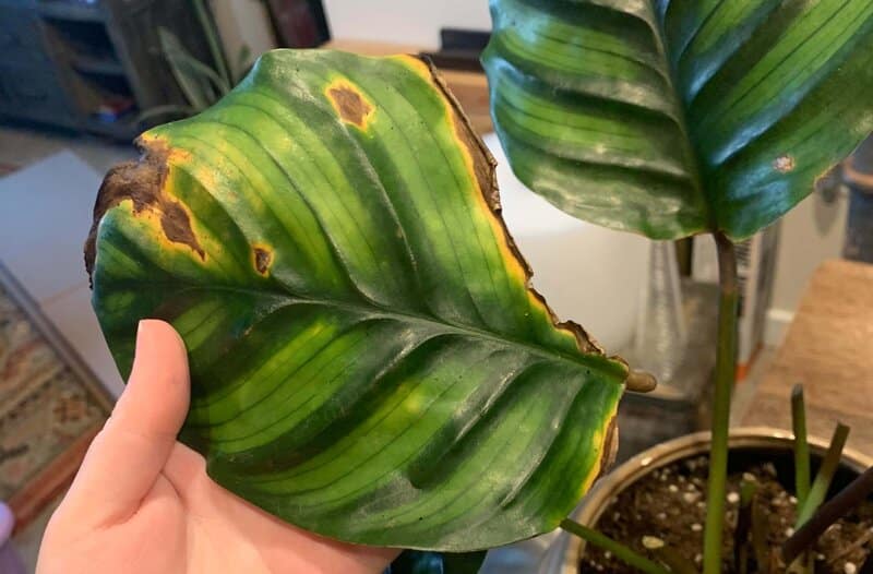 Calathea Fasciata lighting