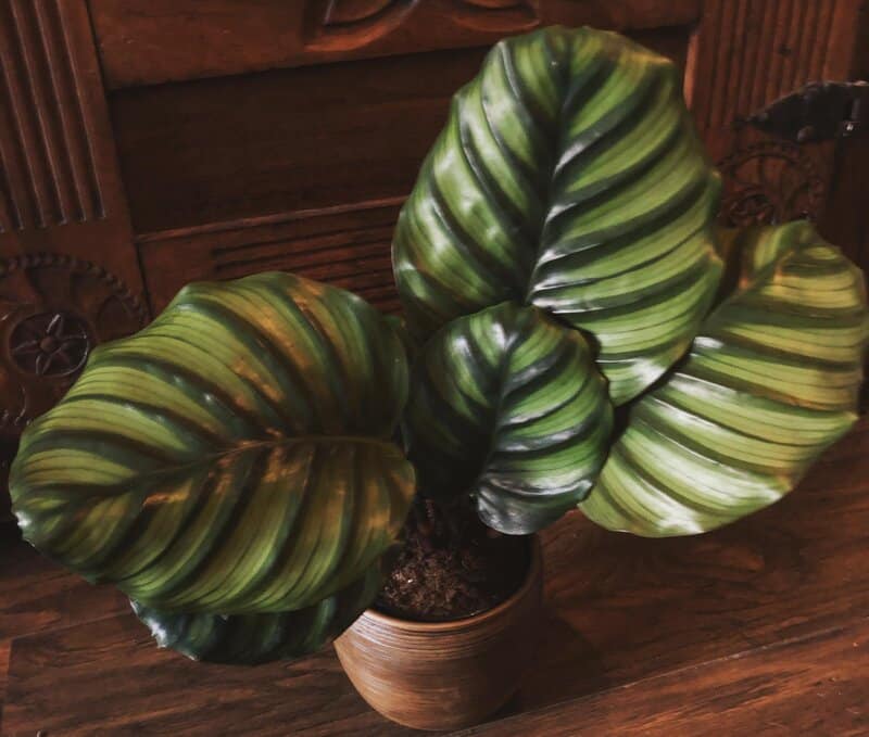repot Calathea Fasciata  if the pot is too small