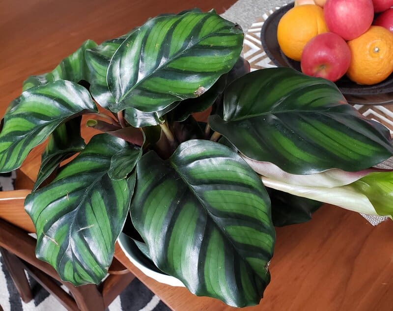 pruning calathea fasciata