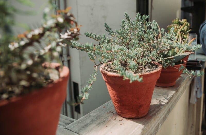 Clay pots for indoor plants
