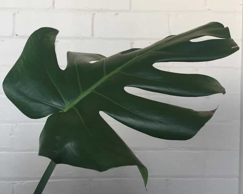 Pests may be the reason for curled leaves on Monstera