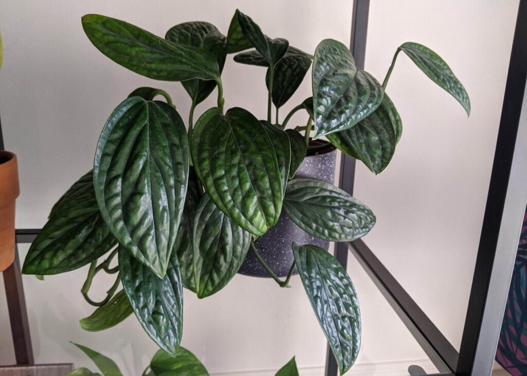 Monstera Karstenianum