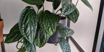 Monstera Karstenianum