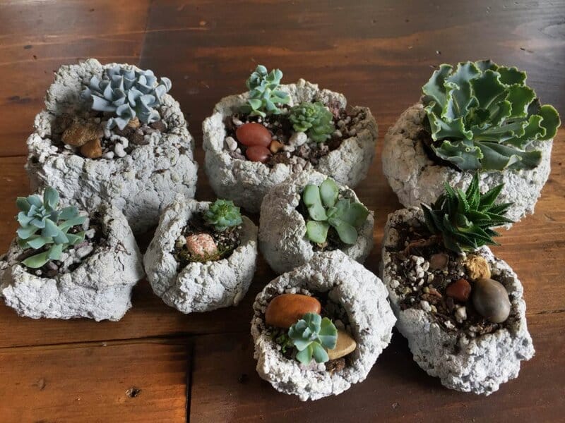 Pots for indoor plants made of pressed paper