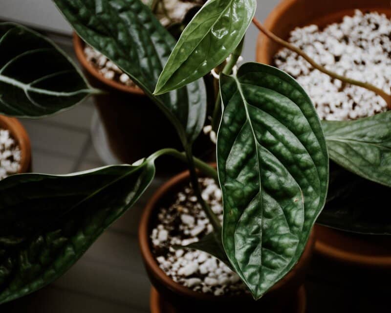 Monstera sp Peru Appearance