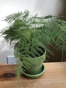 Care of Plumosa Fern