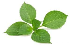 Fixing of Hydrangea Leaves Brown