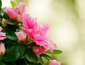 How Take Care Of Azalea Plant
