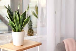 How to Fix Brown Spots on Snake Plant