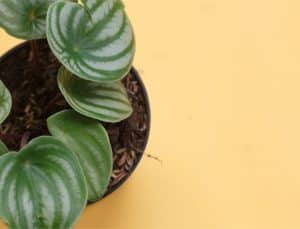 Infections of Peperomia Leaf