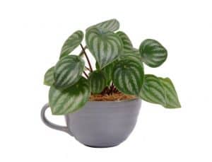 Plant Care for Peperomia