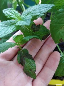 Solutions of Mint Leaves Turning Black