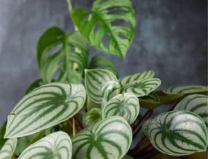 Solutions of Peperomia Turning Yellow