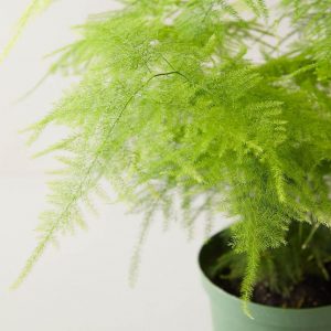 The Diseases of Plumosa Fern