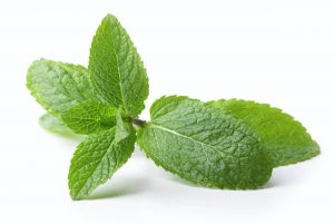 What is a mint leaf