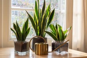 What is the presence of a snake plant