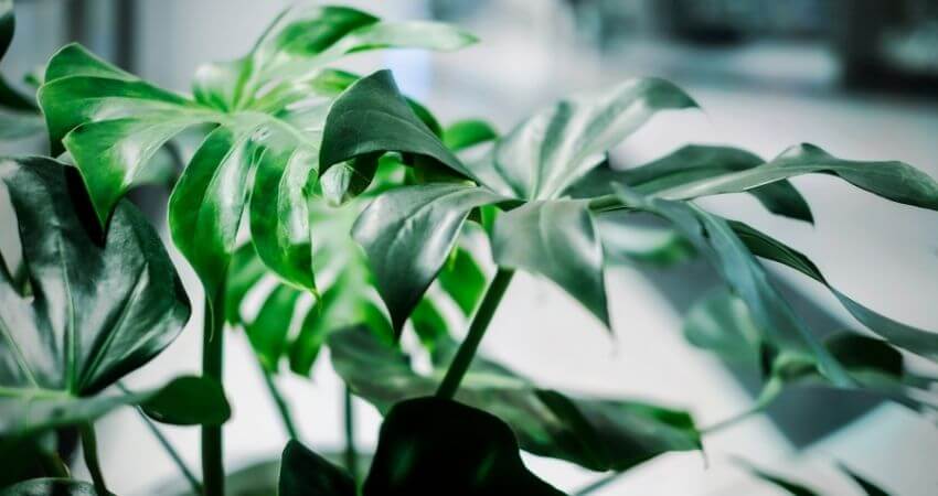 Monstera Plant Care