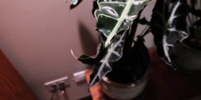 alocasia leaves curling