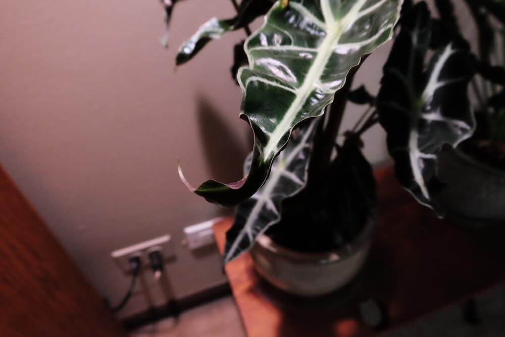 alocasia leaves curling