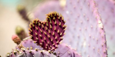 cactus turning purple