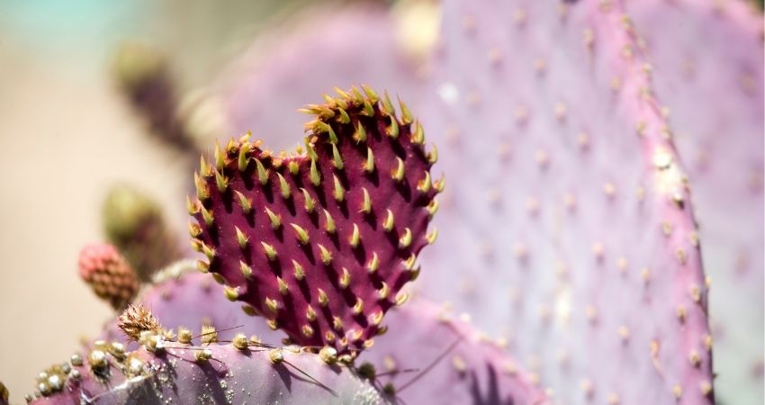 cactus turning purple