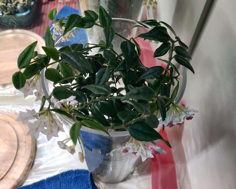 hoya bella propagation