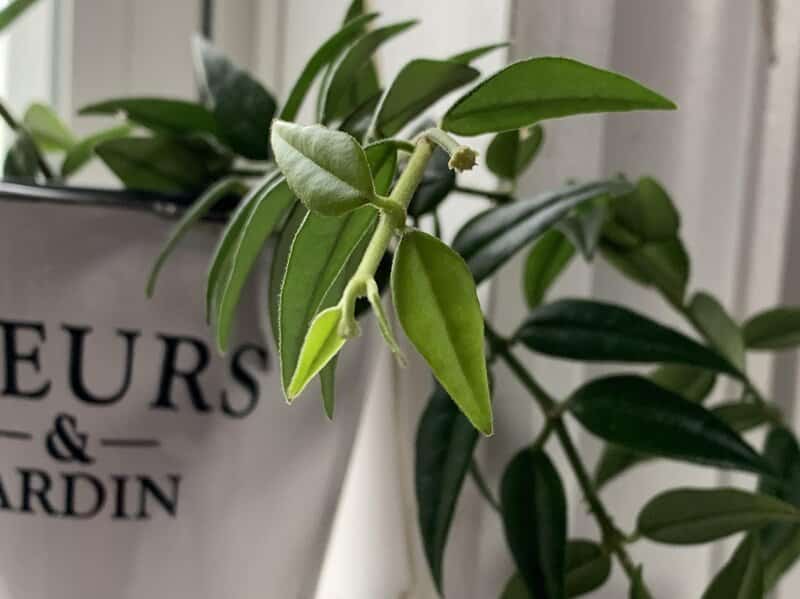 Soil Requirements for Hoya Bella Care