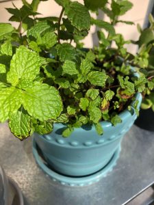 mint leaves turning black