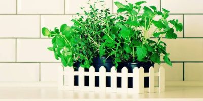 mint leaves turning purple