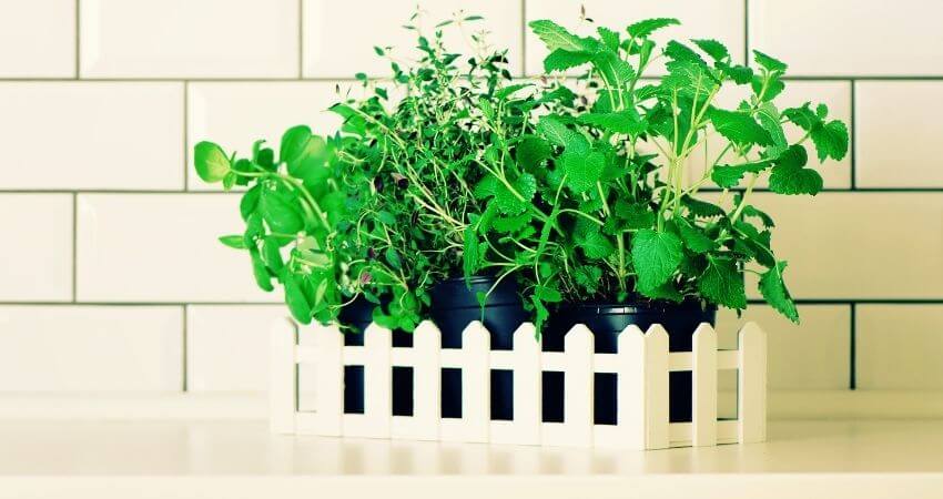 mint leaves turning purple