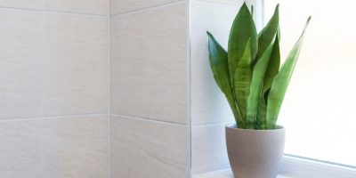 moonshine snake plant care