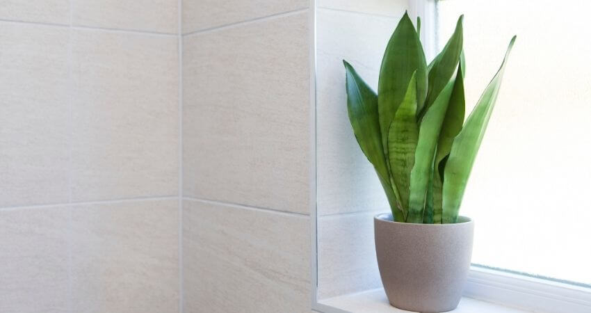 moonshine snake plant care