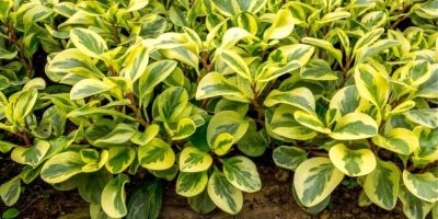 peperomia turning yellow