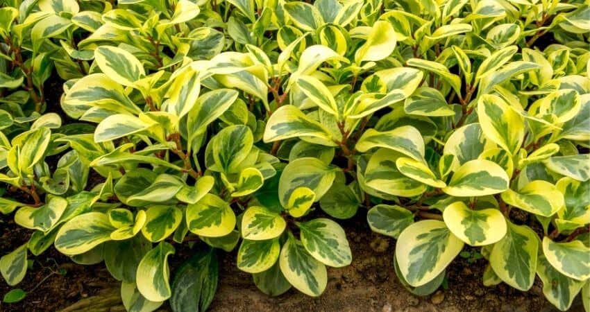 peperomia turning yellow