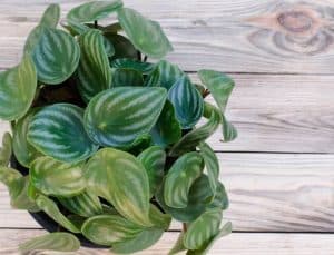 What does Peperomia look like