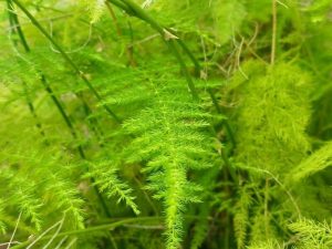 plumosa fern care