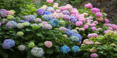 potted hydrangea wilting