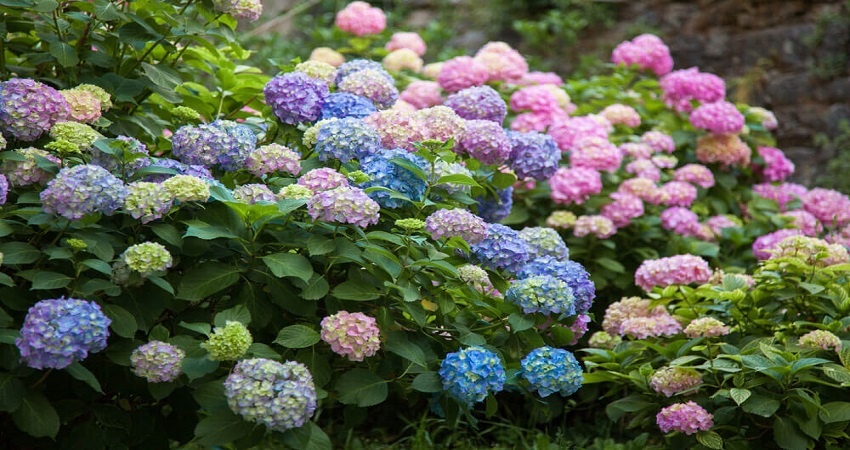 potted hydrangea wilting