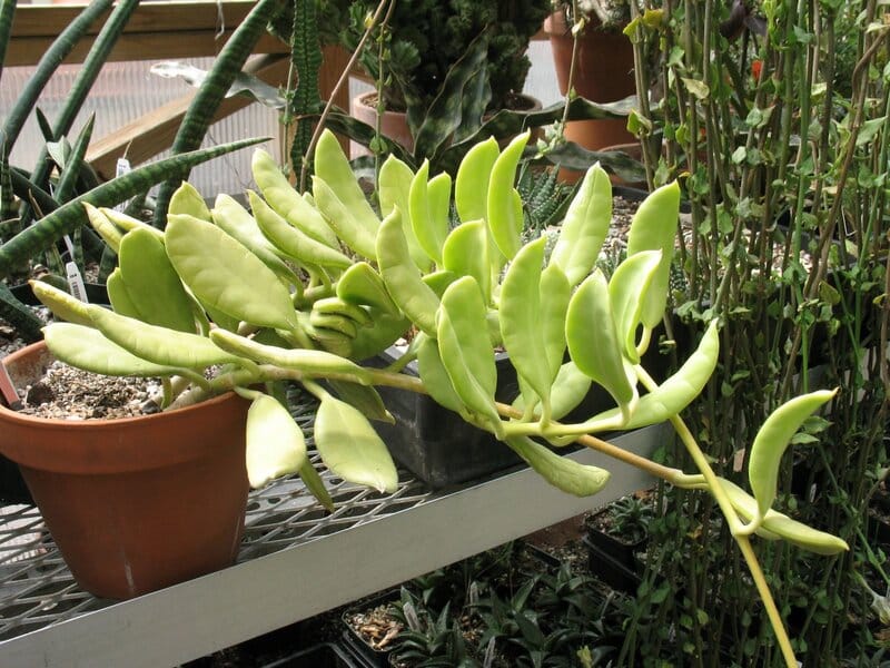 H.Australis rupicola