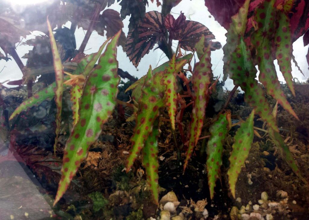 Begonia Amphioxus