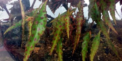 Begonia Amphioxus