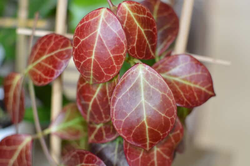 Hoya Obscura foliage