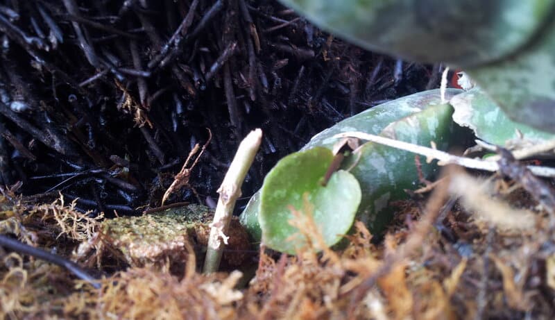 Hoya Imbricata prefers organic fertilizer