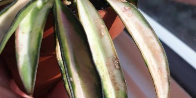 Common Problems with Hoya Kentiana