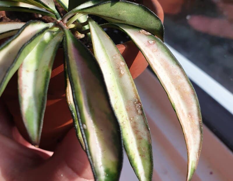 Common Problems with Hoya Kentiana